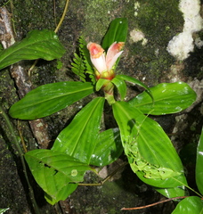Costus guanaiensis tarmicus