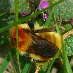 Bombus muscorum