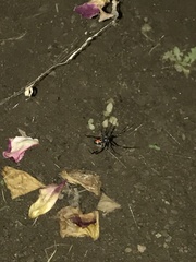 Latrodectus geometricus