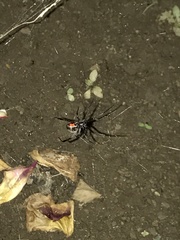Latrodectus geometricus