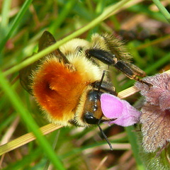 Bombus muscorum