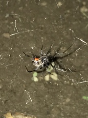 Latrodectus geometricus