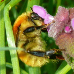 Bombus muscorum