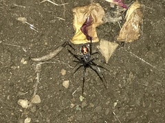 Latrodectus geometricus