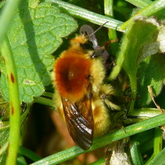 Bombus muscorum