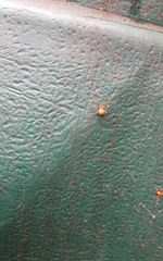 Nesticidae