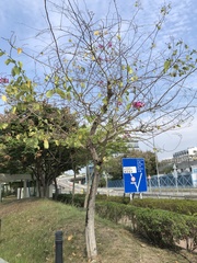 Bauhinia × blakeana