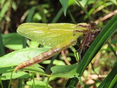 Sieboldius alexanderi