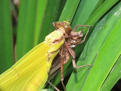 Sieboldius alexanderi