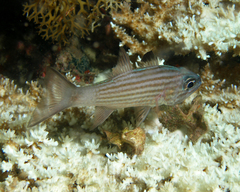 Cheilodipterus alleni