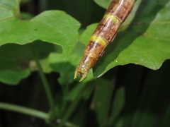 Sieboldius alexanderi