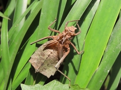 Sieboldius alexanderi