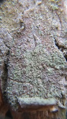 Lepraria hodkinsoniana