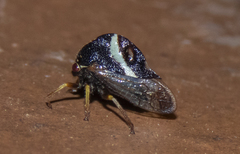 Smilia fasciata