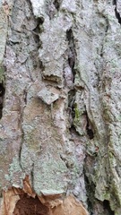 Lepraria hodkinsoniana