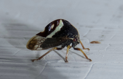 Smilia fasciata