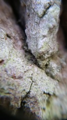 Chaenothecopsis