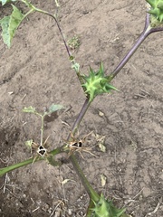 Datura ferox