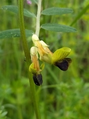Vicia melanops