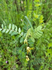 Vicia melanops
