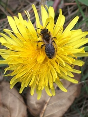 Andrena barbilabris