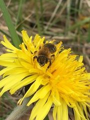 Andrena barbilabris