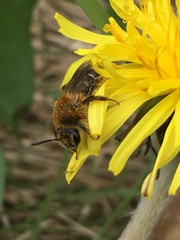 Andrena barbilabris