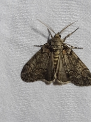 Smyriodes trigramma