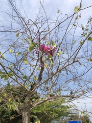 Bauhinia × blakeana