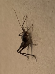 Diestrammena elegantissima