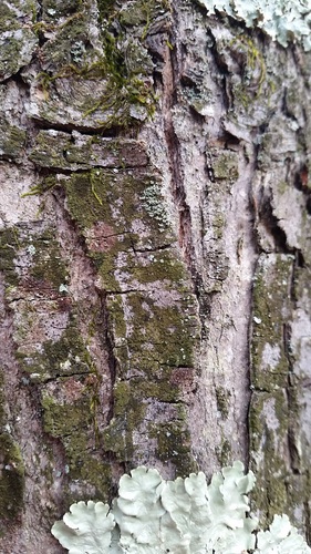 Scoliciosporum chlorococcum image