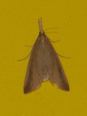Schoenobius gigantella