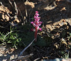 Lachenalia carnosa