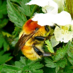 Bombus muscorum