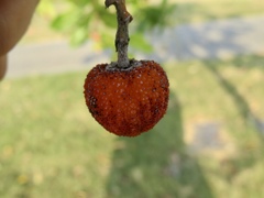Arbutus × andrachnoides