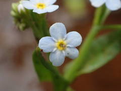 Myosotis cespitosa
