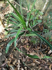 Chlorophytum comosum