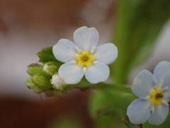 Myosotis cespitosa