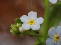 Myosotis cespitosa