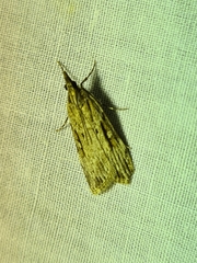 Scoparia ochrophara