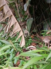 Caerostris sexcuspidata