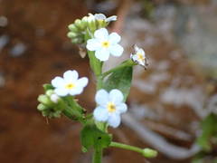 Myosotis cespitosa