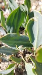 Lepidium cartilagineum