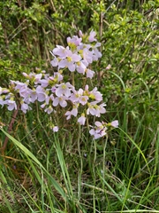Cardamine pratensis