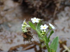 Myosotis cespitosa