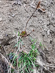 Plantago camtschatica