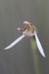 Eriochilus collinus collinus