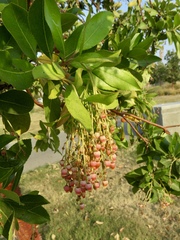 Arbutus × andrachnoides