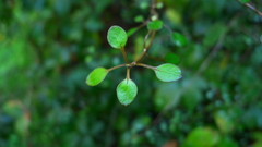 Teucrium parvifolium