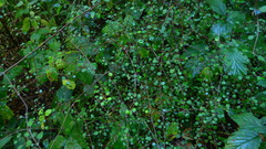 Teucrium parvifolium